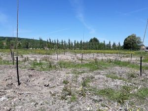 Dispositif expérimental d'évaluation de variétés de peupliers, jour de la plantation